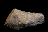 Neocalamites virginiensis