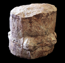 Neocalamites virginiensis