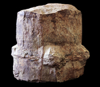 Neocalamites virginiensis