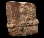 Neocalamites virginiensis