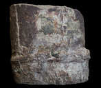 Neocalamites virginiensis