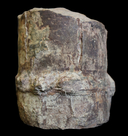Neocalamites virginiensis
