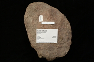 Neocalamites virginiensis