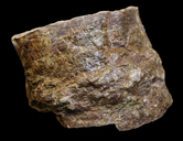 Neocalamites virginiensis