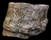 Neocalamites virginiensis