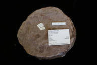 Neocalamites virginiensis