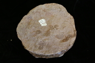 Neocalamites virginiensis