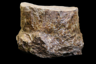 Neocalamites virginiensis