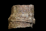 Neocalamites virginiensis