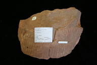 Neocalamites sp.