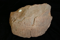 Neocalamites sp.