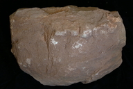 Neocalamites sp.