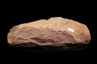 Neocalamites sp.