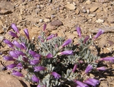 Penstemon thompsoniae