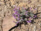 Penstemon thompsoniae