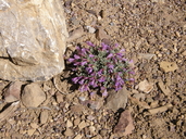 Penstemon thompsoniae