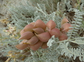 Astragalus anemophilus