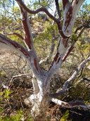 Ornithostaphylos oppositifolia