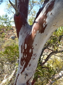 Ornithostaphylos oppositifolia