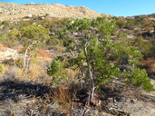 Ornithostaphylos oppositifolia