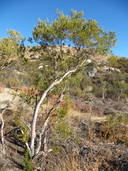 Ornithostaphylos oppositifolia