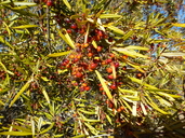 Ornithostaphylos oppositifolia