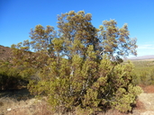 Ornithostaphylos oppositifolia