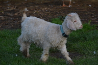 Capra hircus