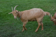 Capra hircus