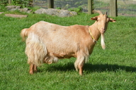 Capra hircus