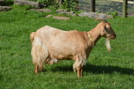 Capra hircus