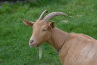Capra hircus
