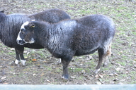 Balwen Welsh Mountain Sheep