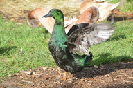 Cayuga Duck