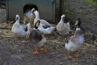 Welsh Harlequin Duck