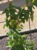 Dioscorea polystachya