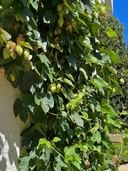Humulus lupulus
