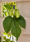 Humulus lupulus