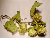 Humulus lupulus