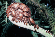 Cyathea weatherbyana