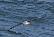 Pink-footed Shearwater