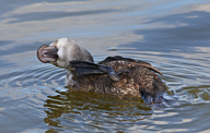 Oxyura jamaicensis