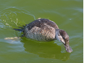 Oxyura jamaicensis