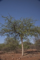 Commiphora glandulosa