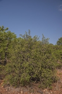 Commiphora edulis