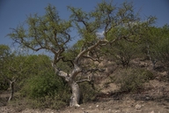 Commiphora tenuipetiolata