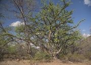 Sterculia rogersii