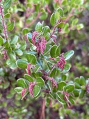 Arctostaphylos nummularia ssp. nummularia