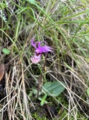 Calypso bulbosa var. occidentalis