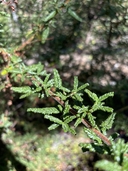 Ceanothus papillosus